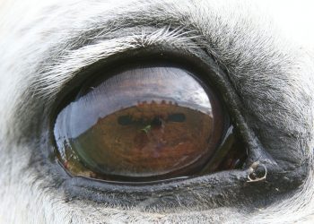 1024px-grey_horse_eye