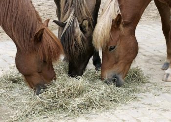 1200px-ghi_german_horse_industry_heufressen