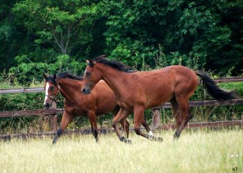 1200px-yearling_colts_9473572553