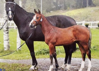 12197441_10153244435607749_2114312344_o_2