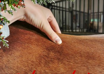 127458944_190389785995377_590435045519288979_n_1