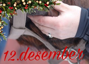 131453330_387673575780114_5550272559447010560_n