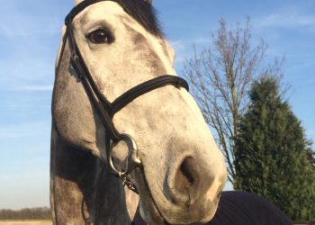 andrea-vd-vleuten-horse