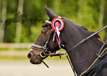 bilde_3_elvefestivalen_2015