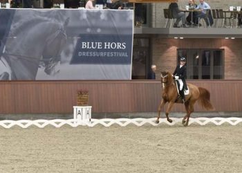 blue_hors_dressurfestival