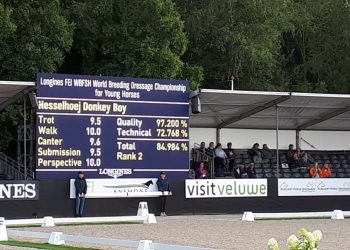 donkey_boy_resultattavle