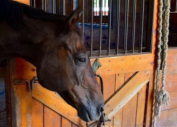 dreamstime_xxl_100573967