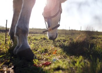 dreamstime_xxl_83075279