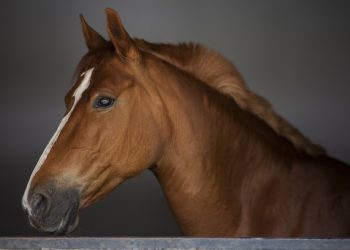 dreamstime_xxl_95798423