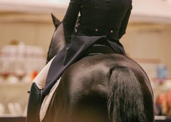 dressur_stemning-1_1