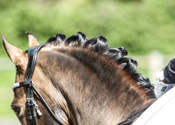 dressur_stemning_2_of_2