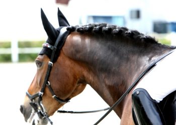 dressur_stemning_ponni