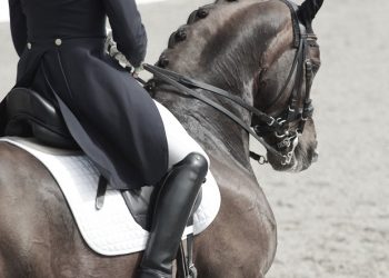 dressurillustrasjon_foto_olaf_kosinsky