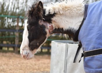foal_with_strangles_1