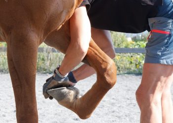 halthetsutredning-6_1