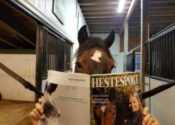 hestesport_lesehest