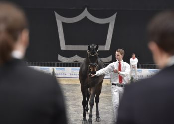 hingstekaaring_i_herning