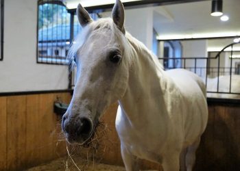 hoey_foto_dreamstimecom