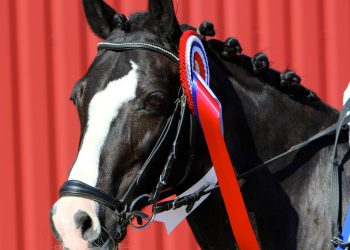 holsfjords_rosebud_foto_privat