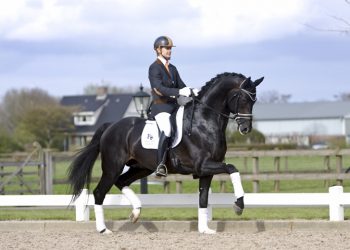 jack_sparrow_stallion_show_president_stallions