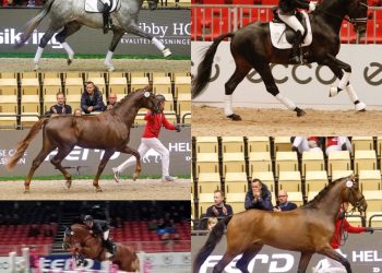 kaarede_hingster_herning