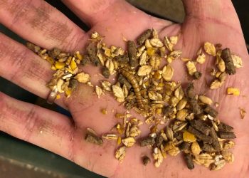 larve_i_for_liggende