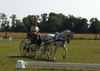 meretecsinos_dressur