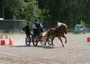 mesterskap_for_nordlandshest_2015-3