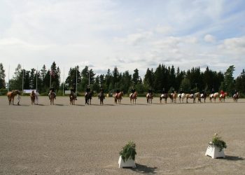 mesterskap_for_nordlandshest_2015