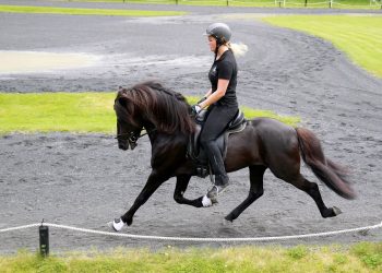 nordisk_islandshest_01