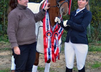 nv_aarets_hest_dsc_9479