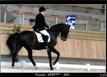 ore_ny_hest_nny