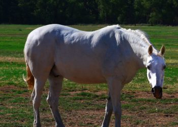 photograph_of_a_white_horse_3647730243_av_rennet_stowe