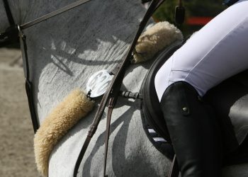 spranghest_foto_rebecca_mender