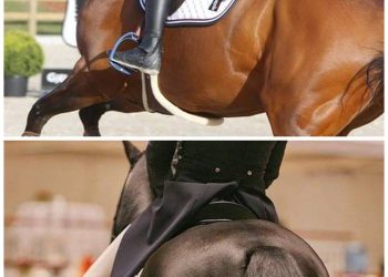 stemning_sprang_og_dressur