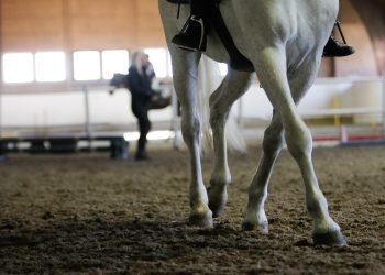 stopp_halthet_hestens_signaler_1