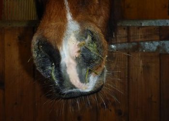 strangles_nasal_discharge