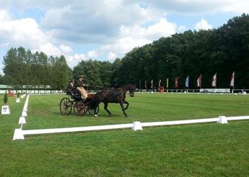 tiger_drebkau_galopp