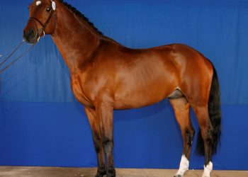 tobajo_picez_g0z3198_1