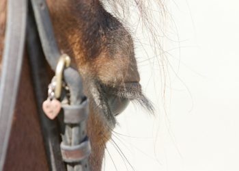 trening_ulf_storemark_68_of_204