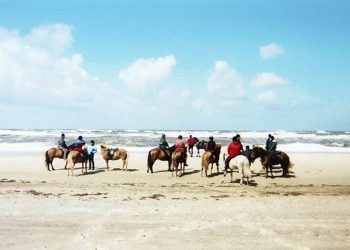 tur_islandshest_copy