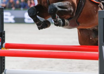 unghest_vm_zangersheide_stemning_7_of_22