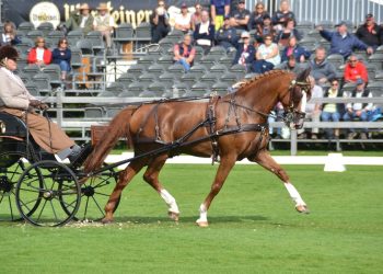 wenche_johannesen_dressur